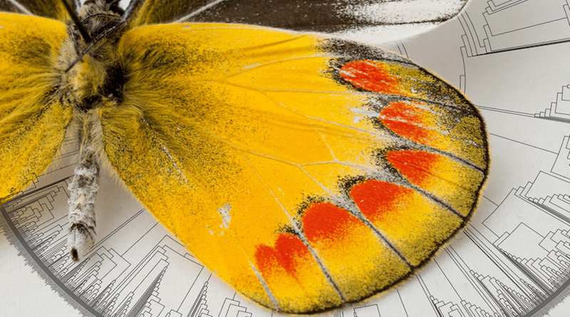Using the largest butterfly tree of life ever created, scientists have determined where the first butterflies originated and which plants they relied on for food. CREDIT: Florida Museum photo by Kristen Grace and phylogeny by Hillis, Zwickl, and Gutell