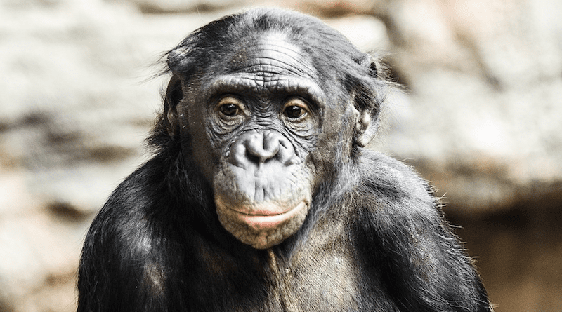 Bonobos Monkey Ape
