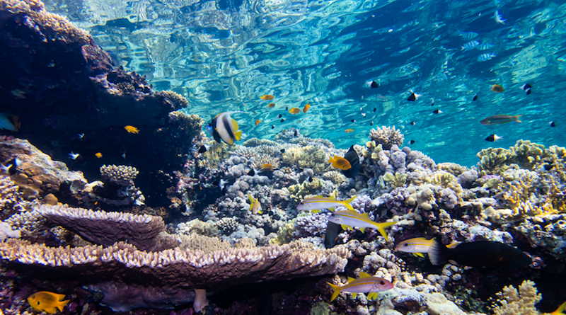 Coral reefs in the Red Sea - such as this one in the Gulf of Eilat/Aqaba - and Persian Gulf are particularly affected by light pollution CREDIT: Sahchaf Ben Ezra