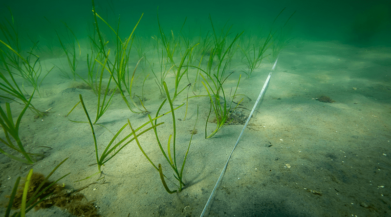 Newly planted eelgrass in the study. 15 months later the biodiversity in the plot was almost the same as in an old established eelgrass meadow. CREDIT: Eduardo Infantes