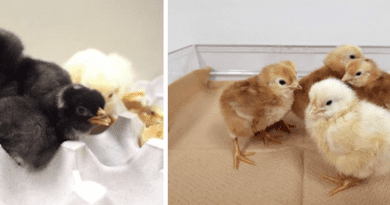 Scientists from Hiroshima University produced OVM knocked out chickens using genome editing tools. (Colored chickens are knockout chickens.) CREDIT: Ezaki et al. 2023, Food and Chemical Toxicology