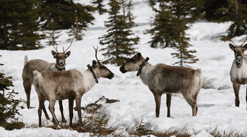 Caribou from the Klinse-Za herd in northeastern BC graze in this handout photo. Line Giguere, Wildlife Infometrics.
