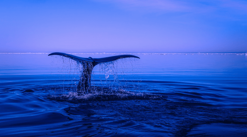 Sea Humpback Whale Tail Ocean Water Breaching Fin