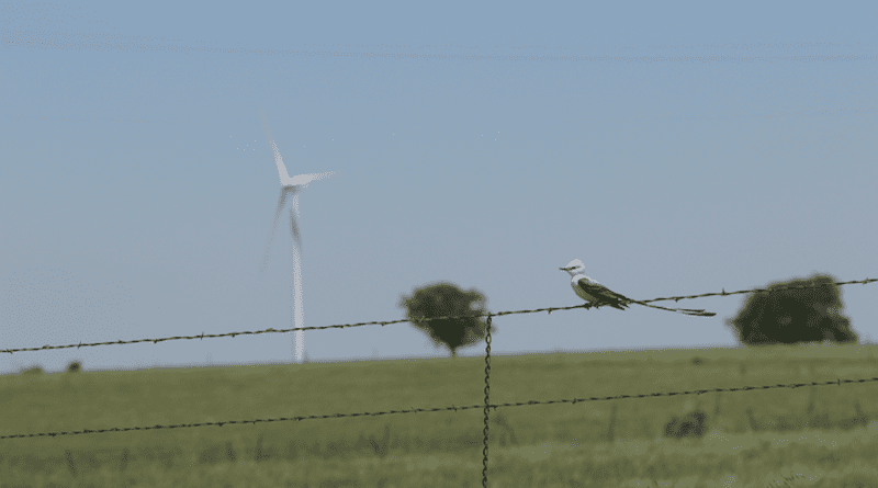 Scissor-tailed flycatcher perches on a fence with a wind turbine in the background. CREDIT: Matt Hamilton, CC-BY 4.0 (https://creativecommons.org/licenses/by/4.0/)