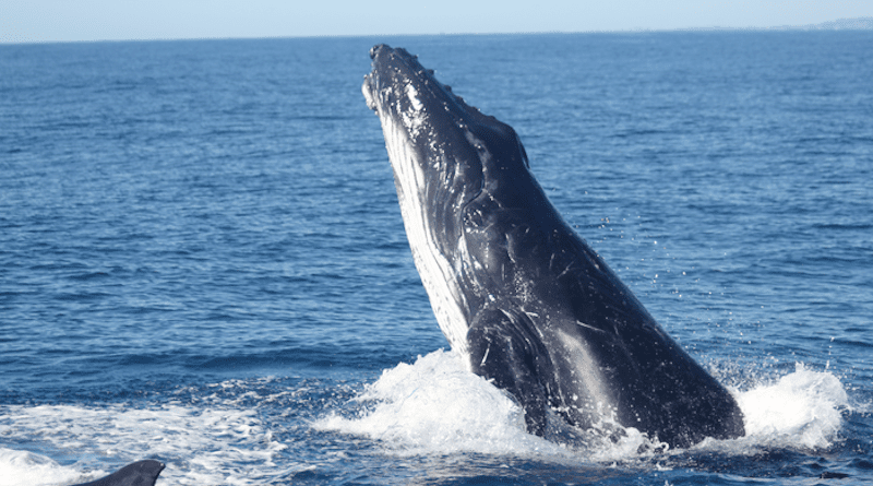 UQ researchers recorded humpback whales off the Queensland coast for the study. CREDIT: The University of Queensland