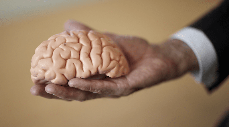 A UNLV researcher holds a human brain model. CREDIT: Josh Hawkins/UNLV
