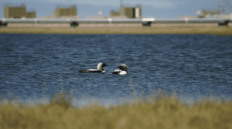 A new WCS-led study revealed that nest survival decreased significantly near high-use oil and gas infrastructure in the Arctic. CREDIT: Kayla Scheimreif/WCS