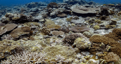 Corals in the Indo-Pacific may be more resilient to climate change than those in the Atlantic, according to a new study describing multiple species of thermally tolerant algal symbionts that enable corals to acquire energy from sunlight. CREDIT: Allison Lewis