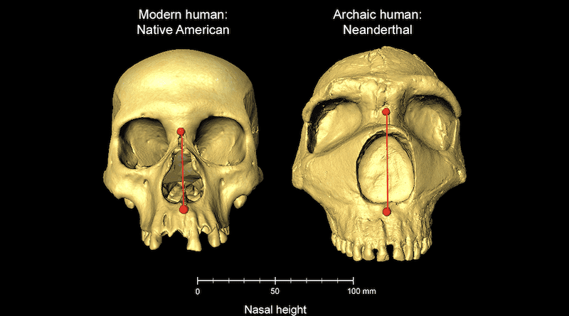 Modern human and archaic Neanderthal skulls side by side, showing difference in nasal height CREDIT: Dr Kaustubh Adhikari, UCL