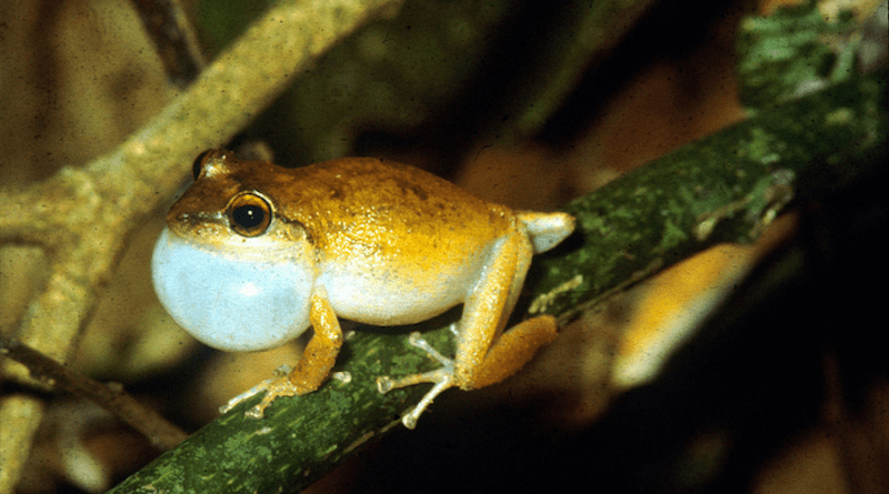 Male coqui calling in El Yunque, Puerto Rico. CREDIT: K. Wells