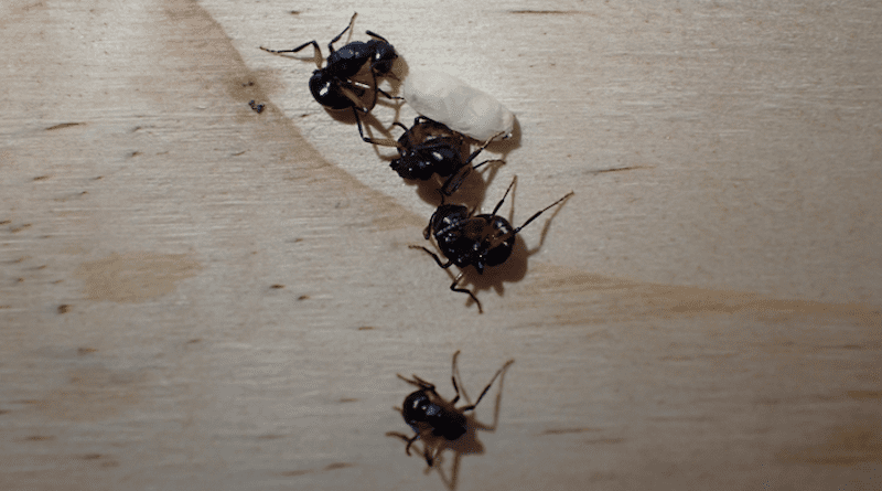 Polyrhachis femorata ants feigning death CREDIT: S. 'Topa' Petit
