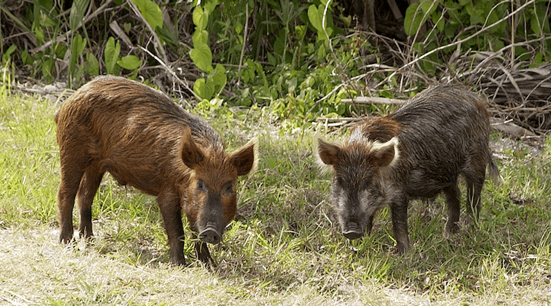 Feral pigs. Photo Credit: NASA, Wikipedia Commons