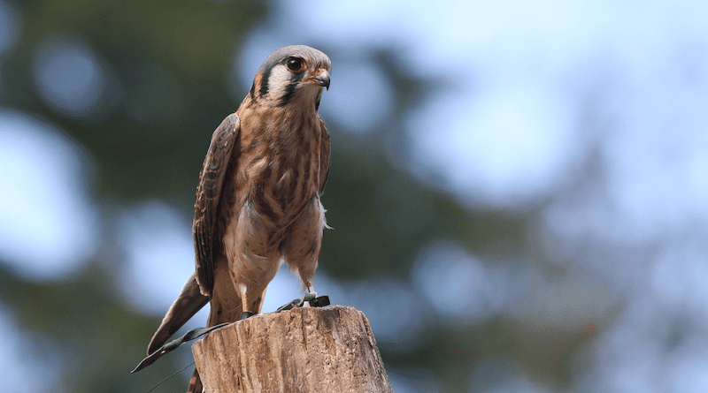 American Kestrel bird hawk