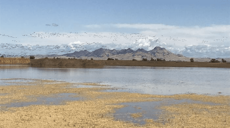 Colusa National Wildlife Refuge, with Sutter Buttes and greater white fronted geese (Anser albifrons) in the background CREDIT: U.S. Fish and Wildlife Service (USFWS)