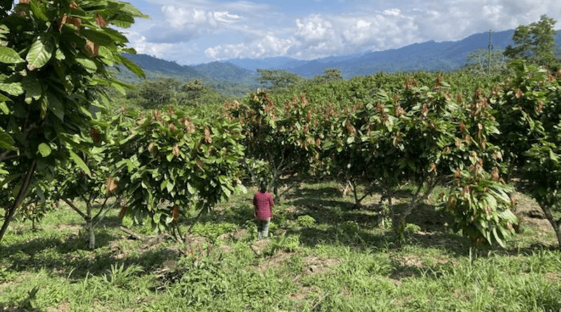 In northern Peru, irrigated cacao agroforests are fruity oases in an otherwise arid environment. CREDIT: Carolina Ocampo Ariza