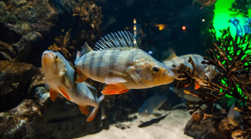 The behaviour of small perch exposed to bioplastics in fish food changed over a period of six months. CREDIT: Elenanoeva