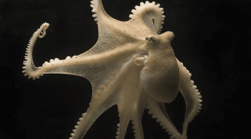 Octopus bimaculoides. CREDIT: Tom Kleindinst/Marine Biological Laboratory