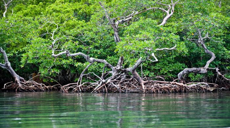 Mangrove trees along the coast of Belize. CREDIT: ©Antonio Busiello / WWF
