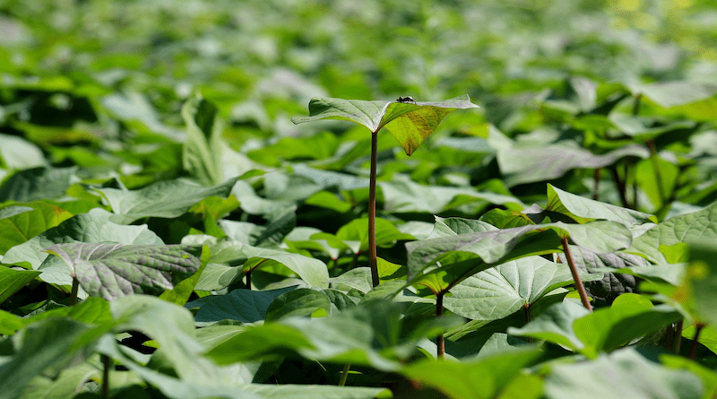 Sweet potato leaves