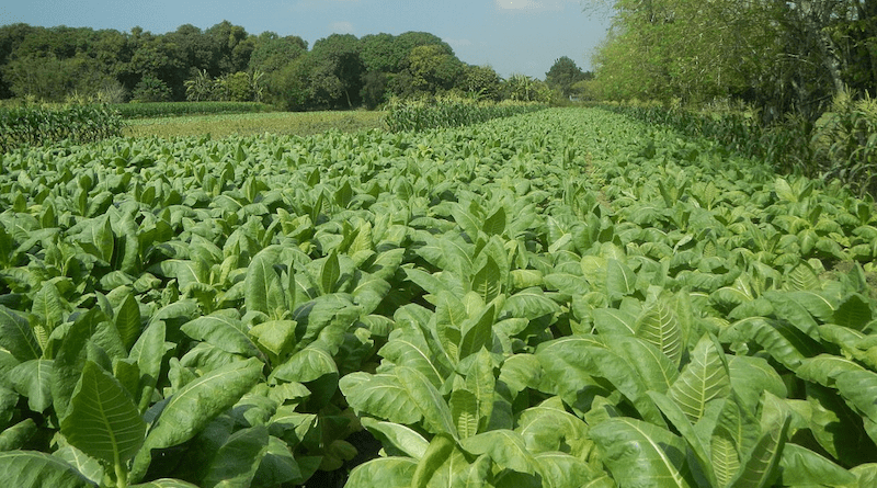 Tobacco fields in Laoac in Pangasinan, Philippines. Copyright: Judgefloro, (CC 1.0 Universal)