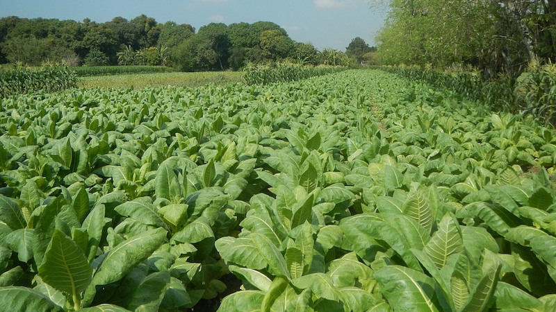 Tobacco fields in Laoac in Pangasinan, Philippines. Copyright: Judgefloro, (CC 1.0 Universal)