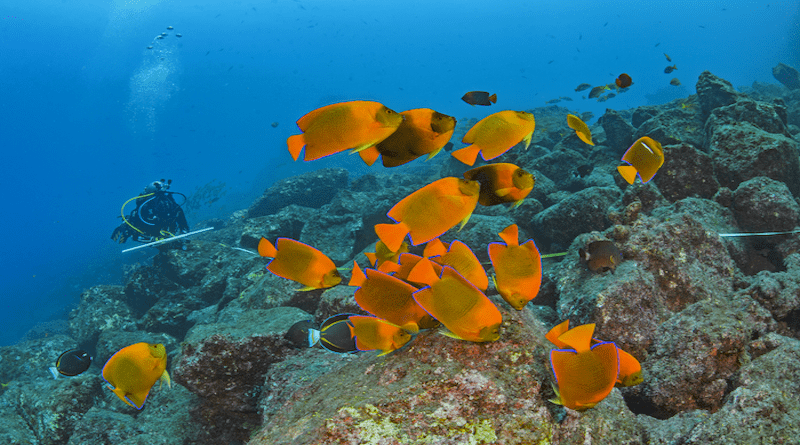 A scientific diver performs a survey transect in Revillagigedo National Park, south of Baja California, Mexico. The orange fish is the endemic Clarion angelfish (Holacanthus clarionensis). Credit: Octavio Aburto/National Geographic Pristine Seas