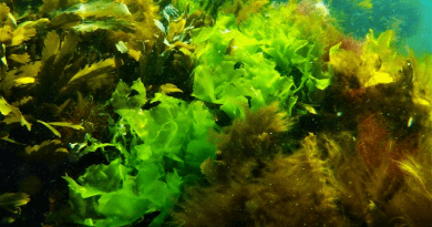 Sea lettuce, which is a type of green alga, grows along the coasts and is interesting as potential food source. A new survey shows that there are 20 different species of sea lettuce along the Swedish coast. CREDIT: Sophie Steinhagen