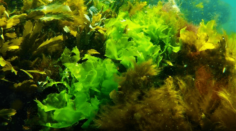 Sea lettuce, which is a type of green alga, grows along the coasts and is interesting as potential food source. A new survey shows that there are 20 different species of sea lettuce along the Swedish coast. CREDIT: Sophie Steinhagen