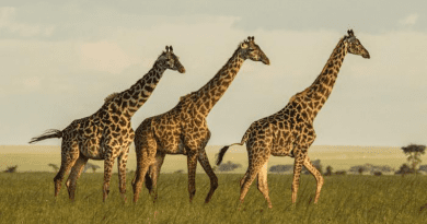 A new study by researchers at Penn State reveals that populations of giraffes separated geographically by the Great Rift Valley have not exchanged genetic material in more than a thousand years, raising conservation concerns. CREDIT: Sonja-Metzger