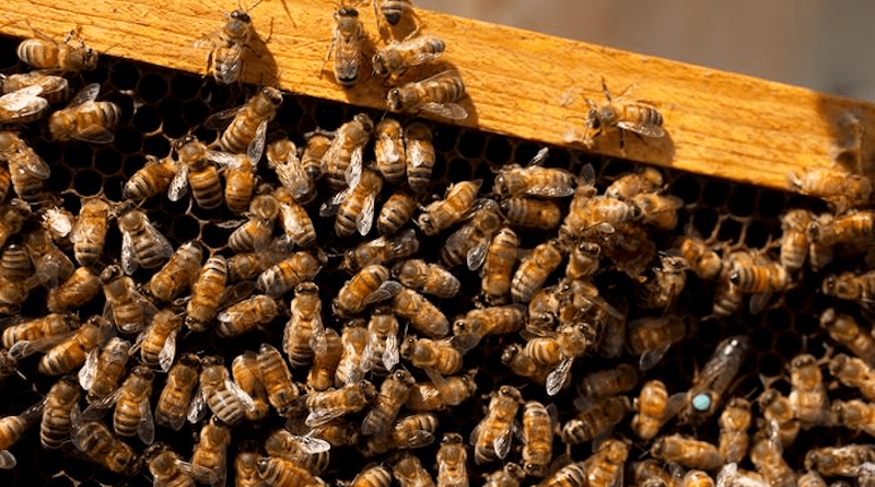 Honey bee colony CREDIT: UIUC
