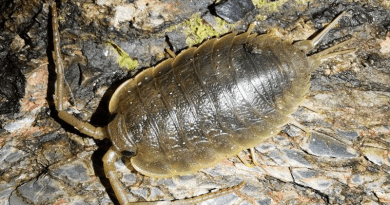 Sea-slaters are large isopods that forage on algae at night CREDIT: Jolyon Troscianko