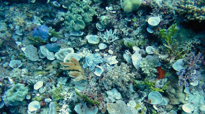 The latest findings suggest that thermal stress disturbs sponge-microbes symbiosis, which likely causes the sponge to die. CREDIT Photo: Heidi Luter.