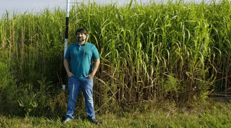 Fahd Majeed (pictured, with miscanthus) and Madhu Khanna, University of Illinois, studied the effect of carbon mitigation payments on bioenergy crop profitability. CREDIT: University of Illinois
