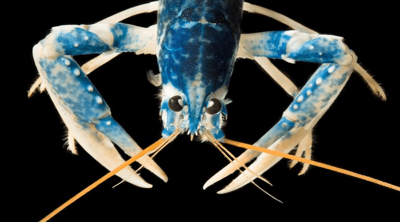 European lobster (Homarus gammarus) CREDIT: Alex Hyde