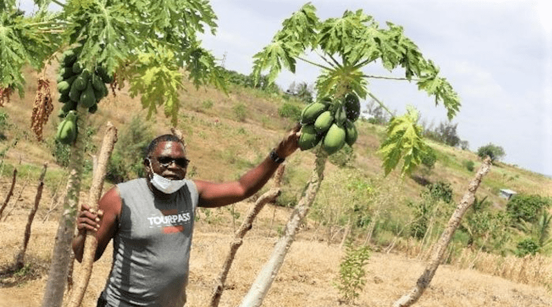 Teacher and pawpaw farmer Wilfred Mutondi with his infested pawpaw fruits (Credit: CABI).