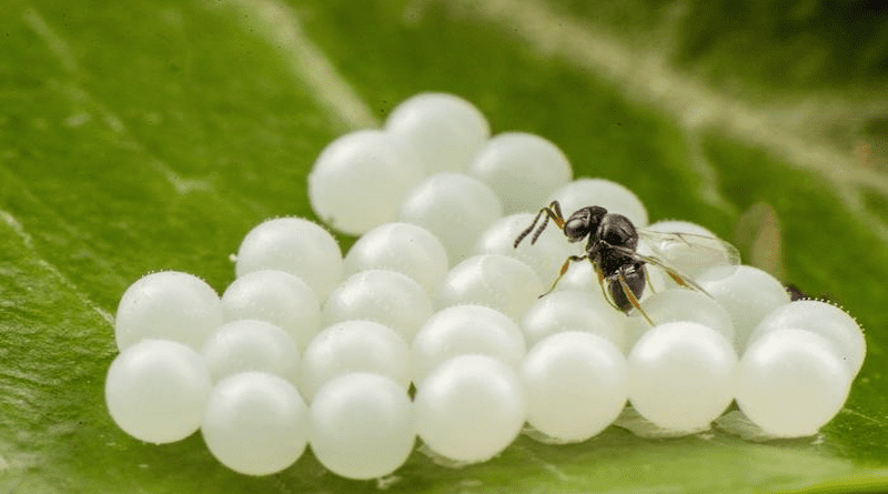 The Samurai wasp sets to work parasitizing the eggs of the brown marmorated stink bug CREDIT: Tim Haye