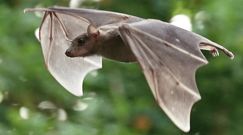 Fruit Bat Credit: Tel Aviv University