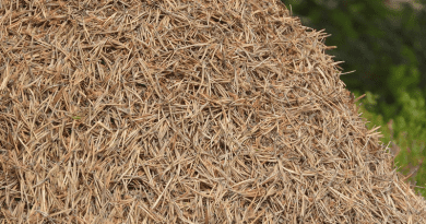 Pine needles can shift from being fire hazards to a source of renewable energy, say Indian researchers. Copyright: Image by MAKY_OREL from Pixabay. This image has been cropped.