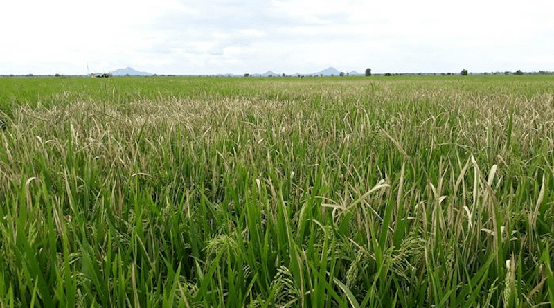 Rice field infected with bacterial blight in Dakawa. The wilting and desiccation of the leaves results in significantly reduced yield for the small-scale food producers. (Photo: Mohammed Mkuya, Rosemary Murori)