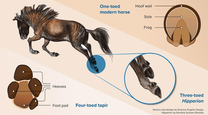 Plantar (underneath) view of feet of a four-toed tapir (left) and a one-toed horse (right) by Nuria Melisa Morales-García, in the middle, a reconstruction of the extinct three-toed horse Hipparion, by Karolina Suchan-Okulska