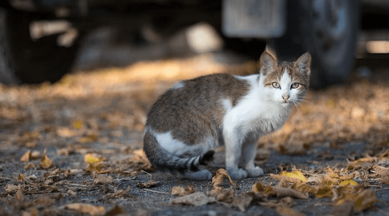 Feral cat in a parking lot. CREDIT: Ivan Radic, CC-BY 2.0 (https://creativecommons.org/licenses/by/2.0/)