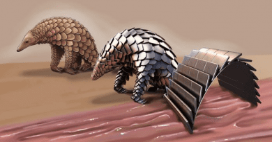 Pangolin the inspiration for medical robot CREDIT: MPI for Intelligent Systems