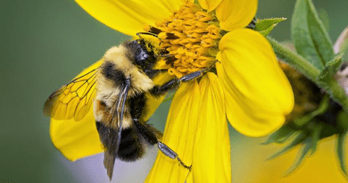 Rusty patched bumble bee (Bombus affinis). CREDIT: Photo by Clay Bolt