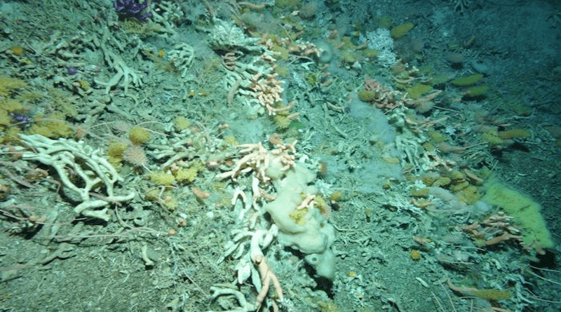 Deep-sea coral garden located in the Drake Passage seamount; image captured by a remotely operated vehicle (ROV) CREDIT: Laura F. Robinson