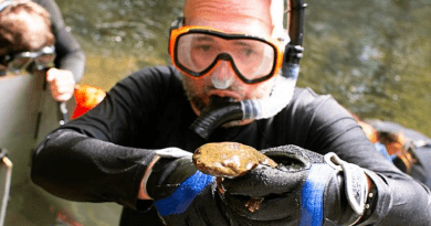 Virginia Tech professor Bill Hopkins preparing to gently return a hellbender back to its underwater home in a Virginia stream after taking measurements. CREDIT: Photo by Lara Hopkins for Virginia Tech