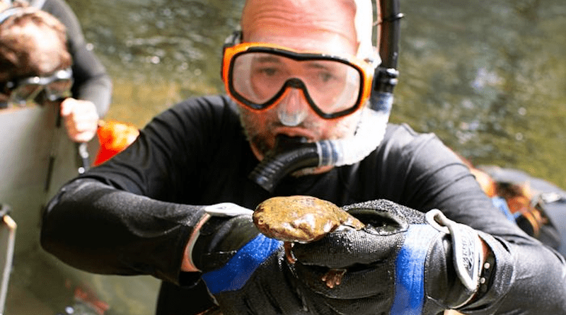Virginia Tech professor Bill Hopkins preparing to gently return a hellbender back to its underwater home in a Virginia stream after taking measurements. CREDIT: Photo by Lara Hopkins for Virginia Tech