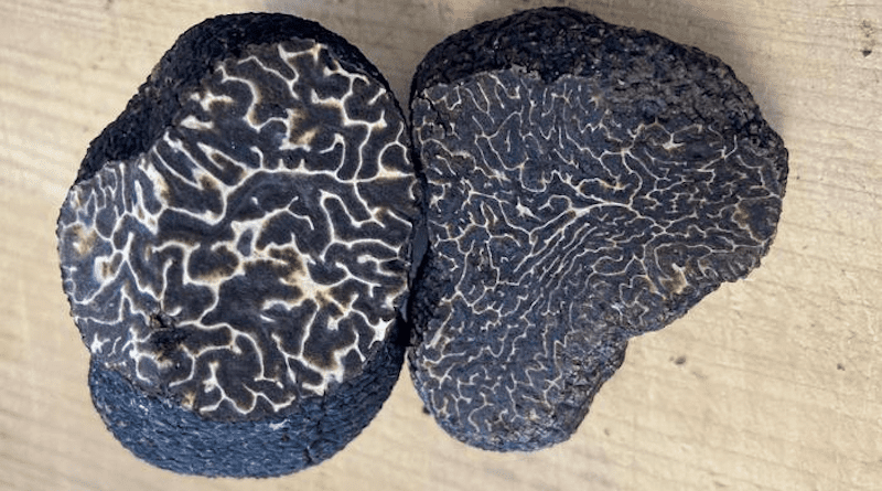 Black truffles (left) and winter truffles look nearly identical but fetch very different prices. A new study shows that many truffle farmers are unintentionally harvesting winter truffles instead of the more valuable black truffles. CREDIT: Bend Lemmond