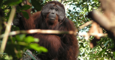 Photo of one of the wild orangutans observed during the study CREDIT: Adriano Lameira and Madeleine Hardus