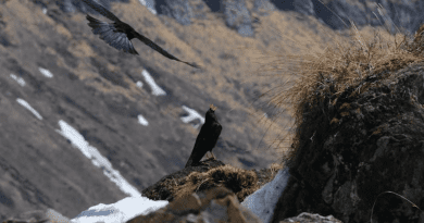 Alpine choughs only live in mountainous areas. For them, wide lowlands can act as barriers for shifting from one mountain region to another CREDIT: Aleksi Lehikoinen
