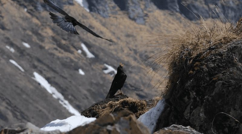 Alpine choughs only live in mountainous areas. For them, wide lowlands can act as barriers for shifting from one mountain region to another CREDIT: Aleksi Lehikoinen